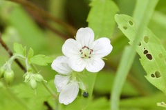 Geranium wislizeni