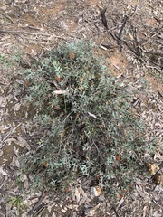 Grevillea dryophylla