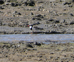 Elseyornis melanops