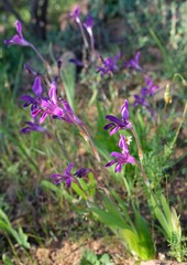 Sparaxis metelerkampiae