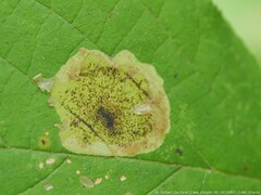 Cameraria corylisella