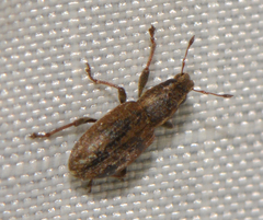 Sitona lepidus