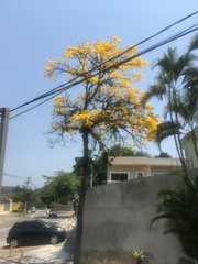 Handroanthus umbellatus