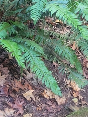 Polystichum munitum