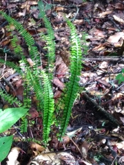 Asplenium normale