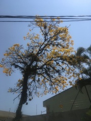 Handroanthus umbellatus