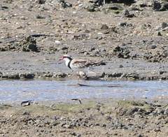 Elseyornis melanops