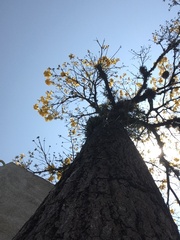 Handroanthus umbellatus