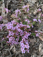 Euryomyrtus ramosissima