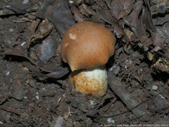 Tylopilus balloui