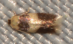 Stigmella nigriverticella
