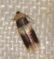 Stigmella nigriverticella