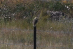 Falconiformes