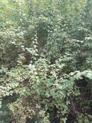 Physocarpus capitatus