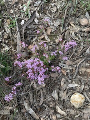 Euryomyrtus ramosissima