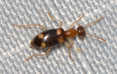 Stricticomus tobias
