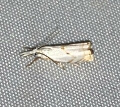 Microcrambus biguttellus