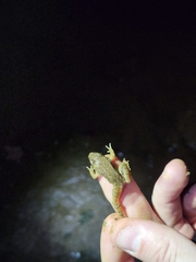 Lithobates sphenocephalus
