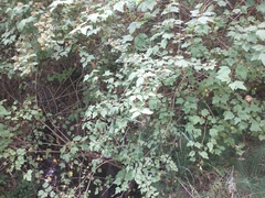 Physocarpus capitatus