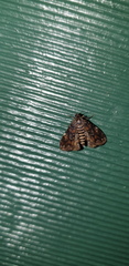 Elophila responsalis