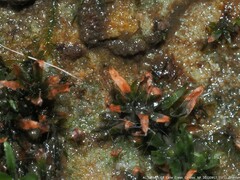 Diphyscium mucronifolium