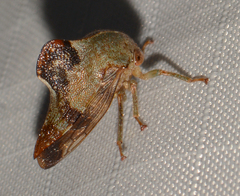Telamona decorata