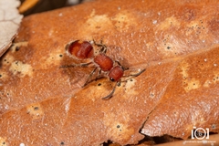 Pseudomethoca simillima