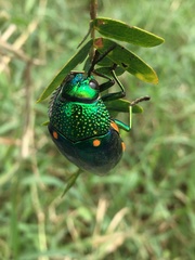 Sternocera aequisignata