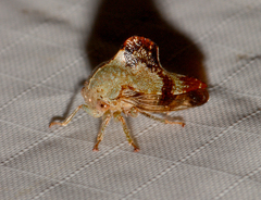 Telamona decorata