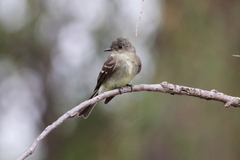 Tyrannidae