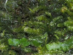 Rhynchostegium serrulatum