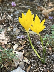 Sternbergia lutea