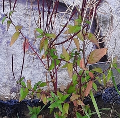 Epilobium anagallidifolium