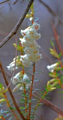 Epacris