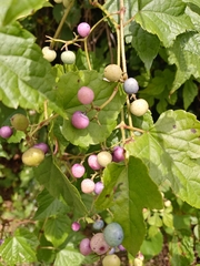 Ampelopsis