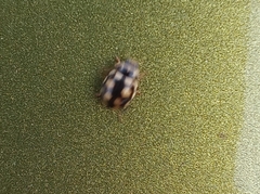 Coccinula quatuordecimpustulata
