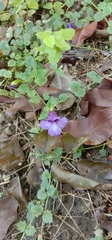 Torenia concolor