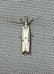 Microcrambus biguttellus