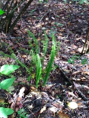Asplenium normale