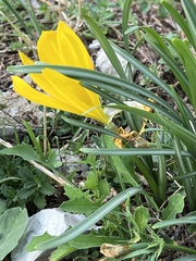 Sternbergia lutea
