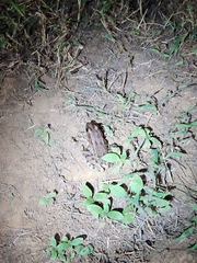 Lithobates sphenocephalus