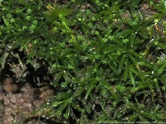 Syrrhopodon texanus