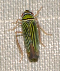 Tylozygus bifidus