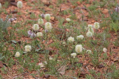 Ptilotus
