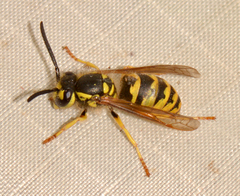 Vespula flavopilosa