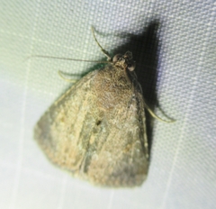 Condica sutor