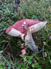 Russula integra