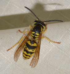 Vespula flavopilosa