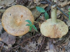 Lactarius chrysorrheus