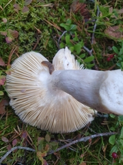 Russula integra